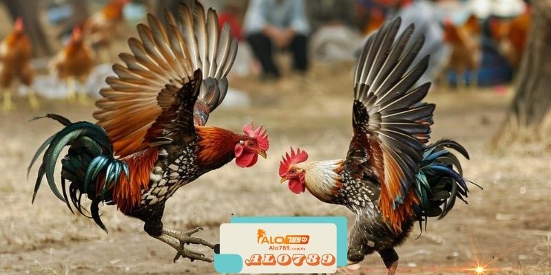 Alo789 - Nhà Cái Đá Gà Online Uy Tín Thanh Toán Nhanh 2 Các dịch vụ giải trí trên Alo789